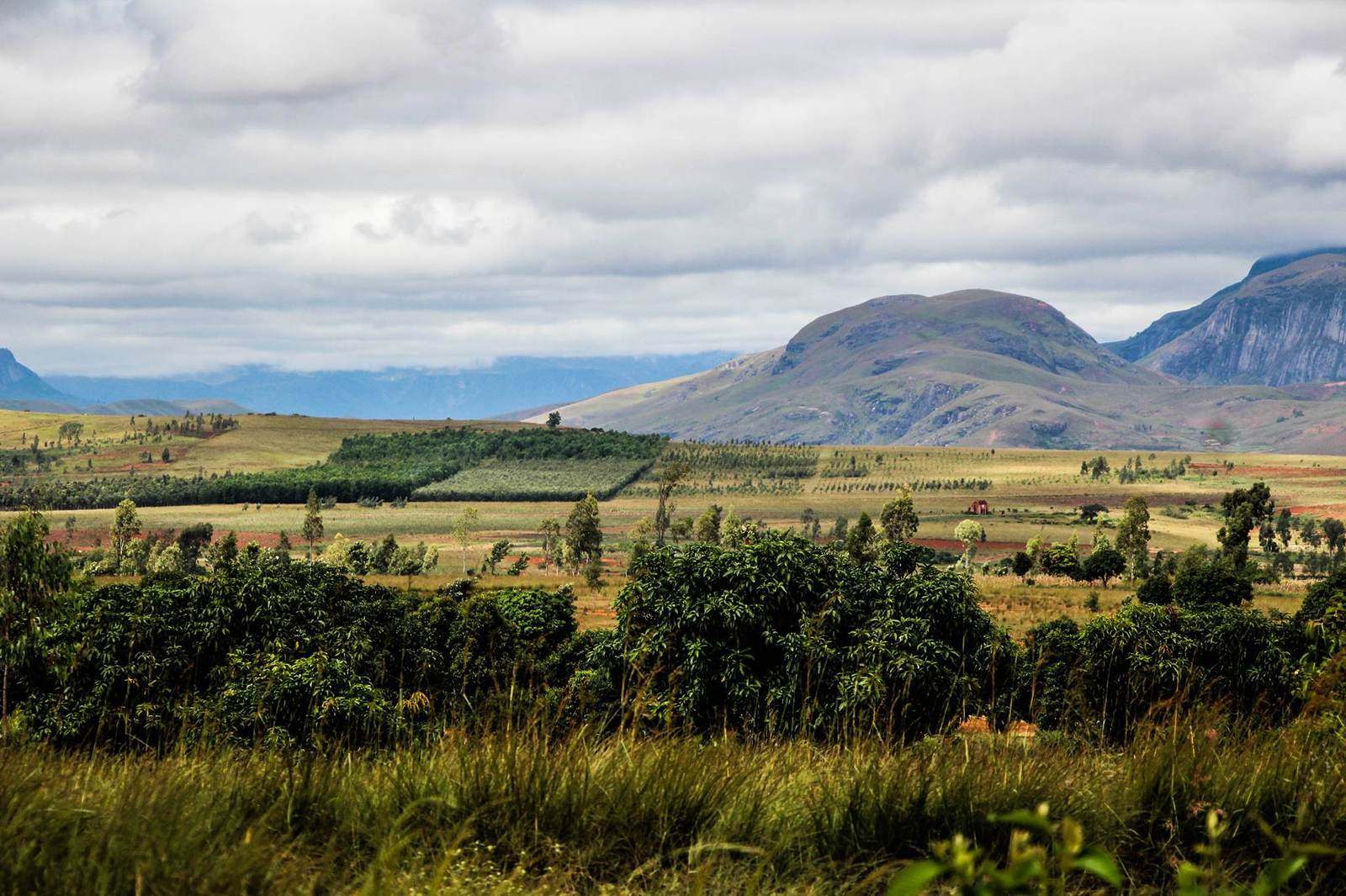 Bosquets plantés au premier plan, savane et montagnes des hauts-plateaux au fond