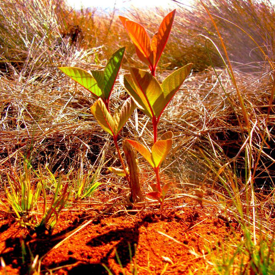 Jeune plant dans la terre rouge