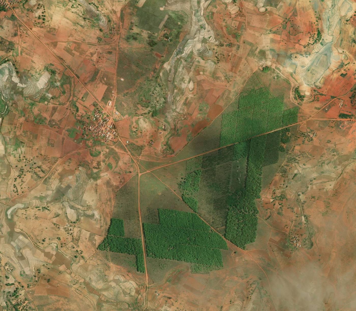 Février 2025 : de grands blocs de forêt verte couvrent les parcelles